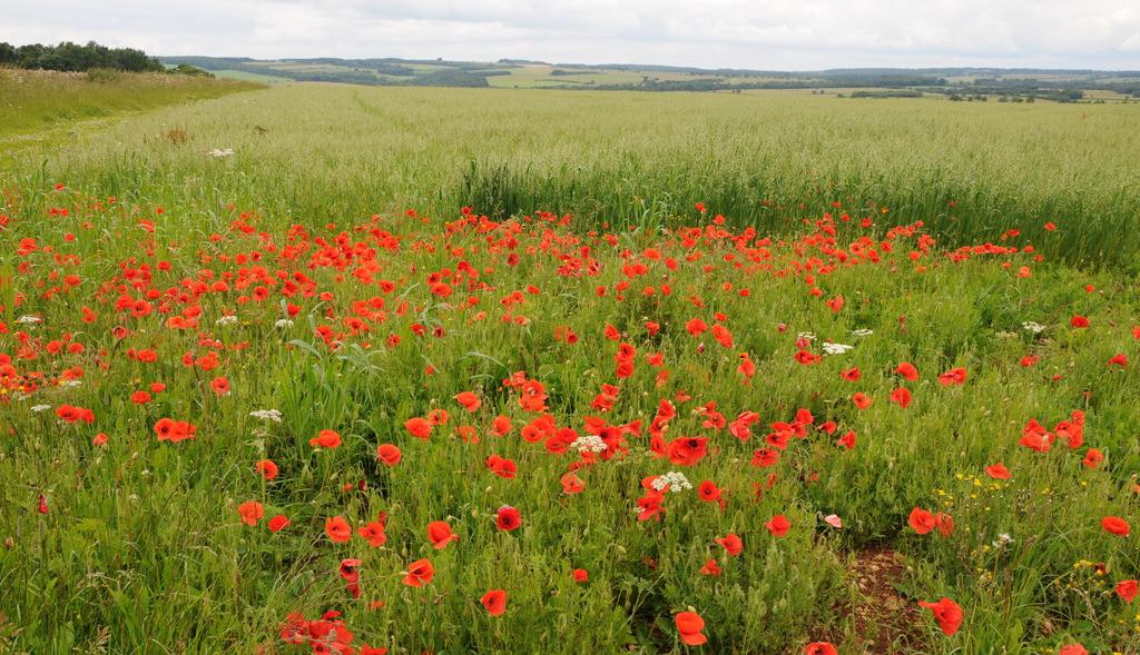 Corn poppies in a wheat field