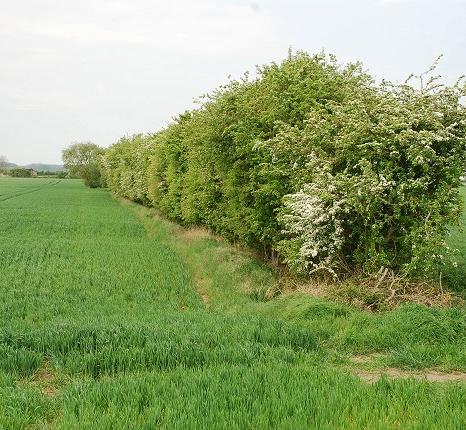 A hedgerow in southern England