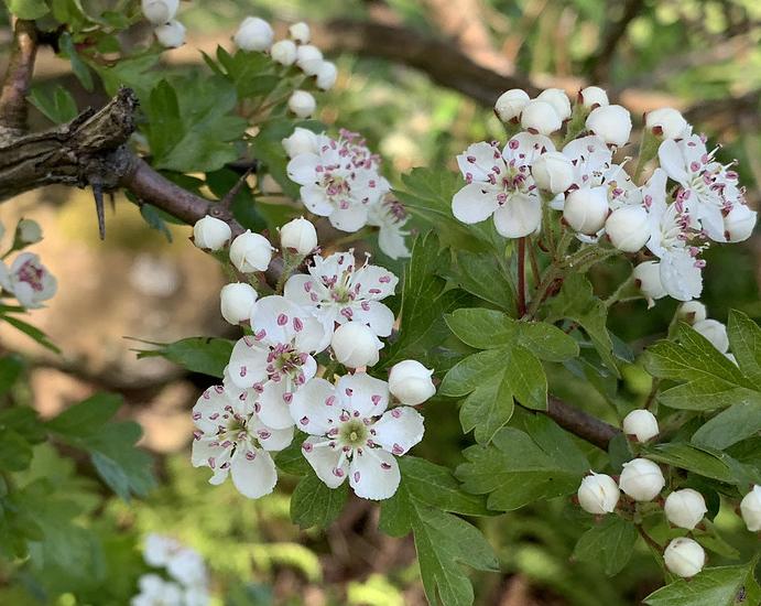 Hawthorn flowers and buds