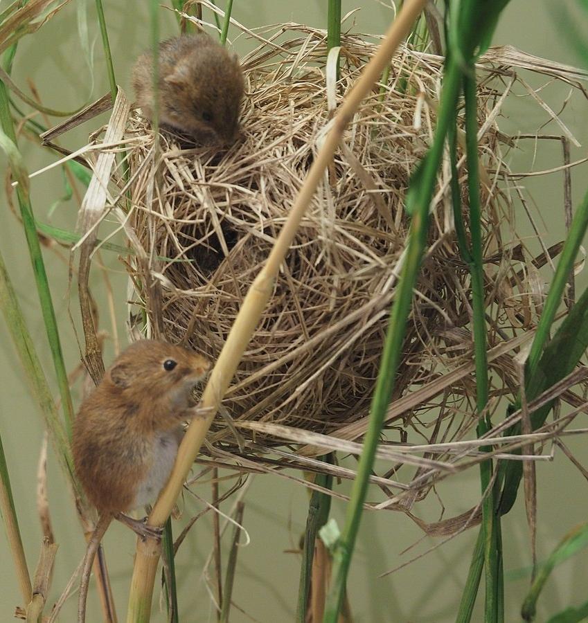 A harvest mouse's nest