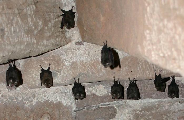 Lesser horseshoe bats roost in the rafters of an old stone building