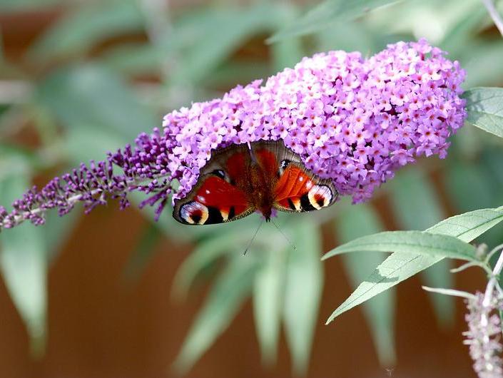 A peacock butterfly feeding on buddleia