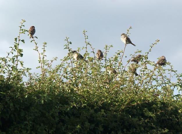 Sparrows in a hedgerow
