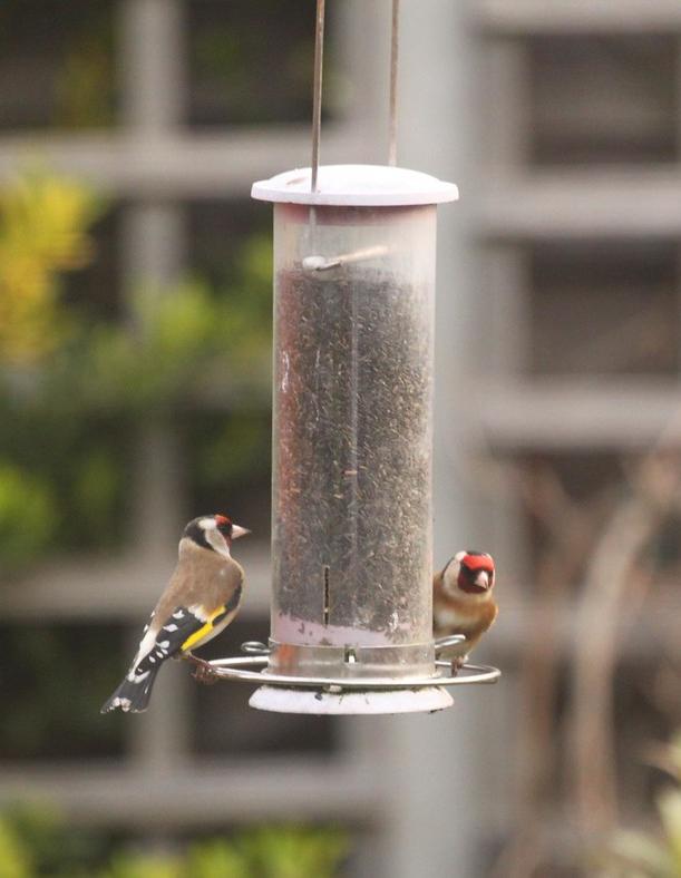 Goldfinches visiting a bird feeder
