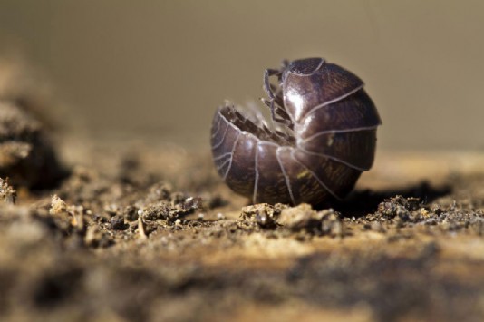 A woodlouse or pill bug, curling up into a ball.
