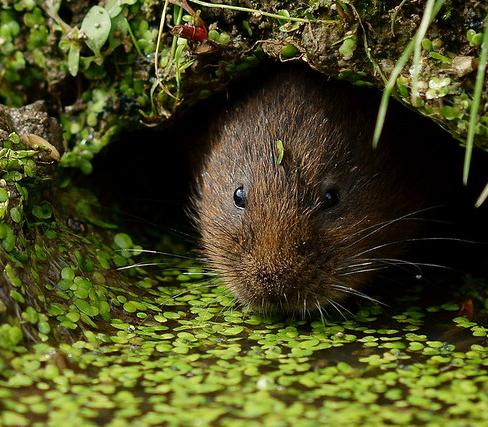 Water vole
