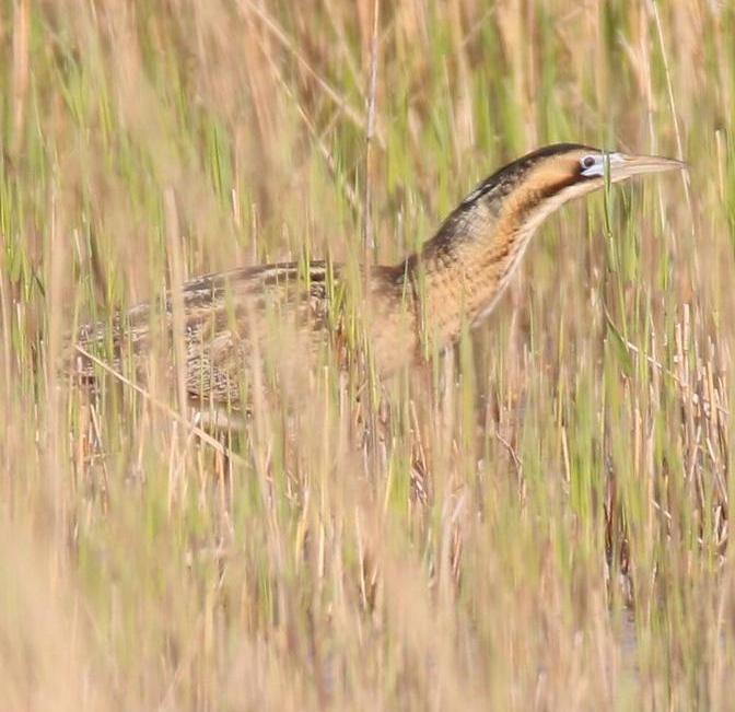 Bitterns have returned to Lakenheath Fen