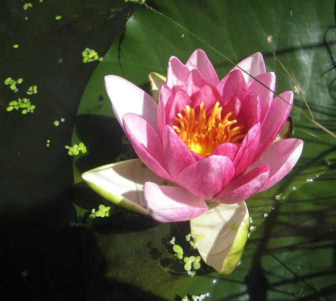 A water lily in flower