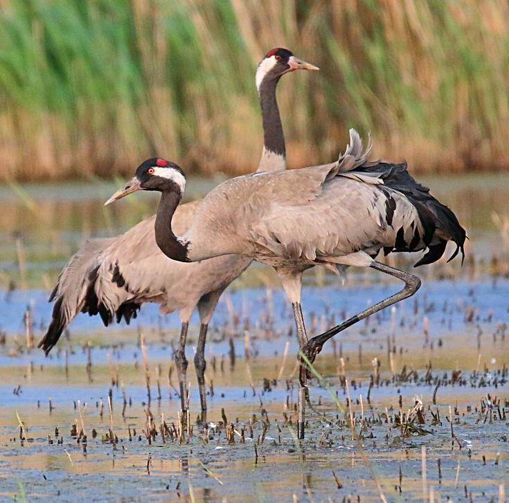 Cranes in the Broads