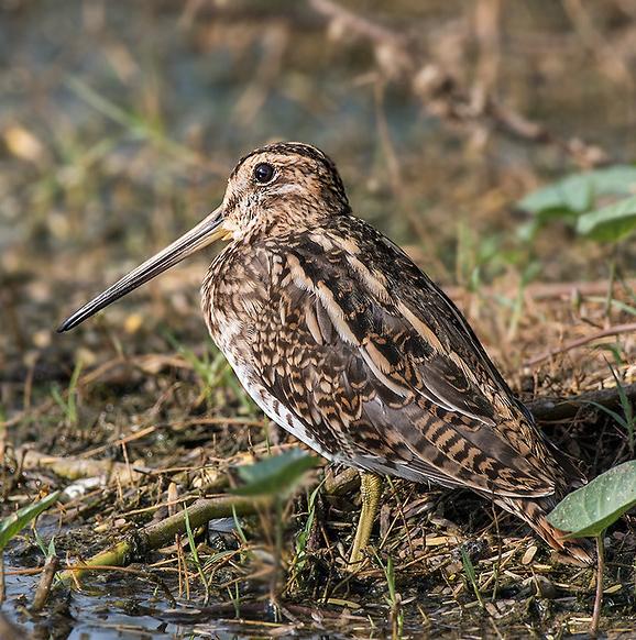 Common snipe