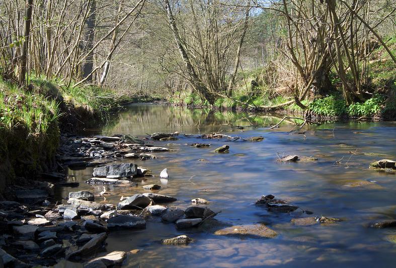 A stream running through woodland in Shropshire, England