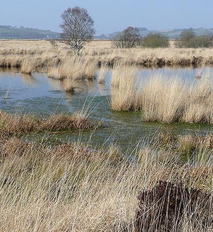Raised bog in west Wales