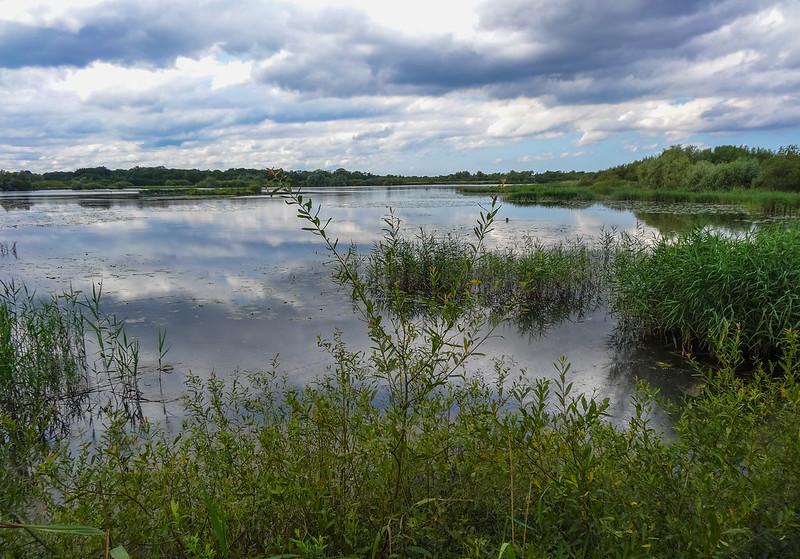 Reed beds in the southern Broads