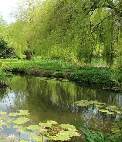 Pond