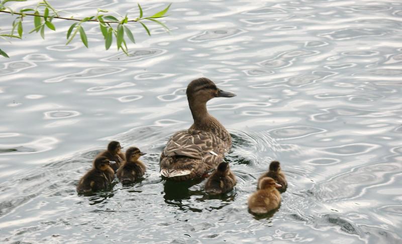 A female mallard with ducklings