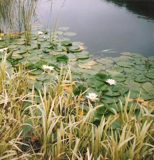 Reeds and water lilies at the edge of a lake