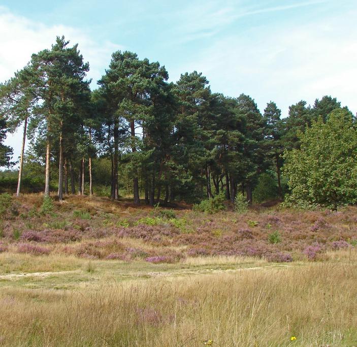Heathland in Hampshire, southern England