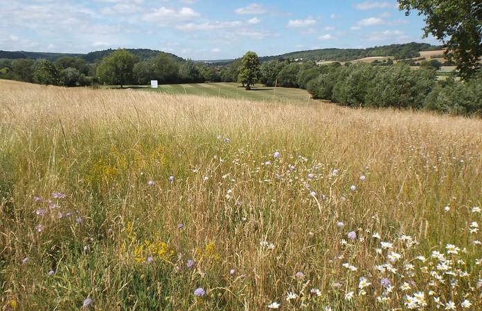 A meadow in summer