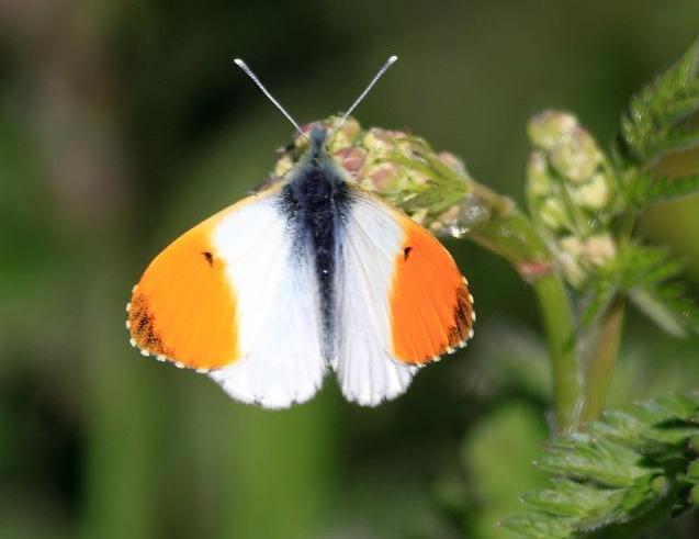 Orange-tip butterfly