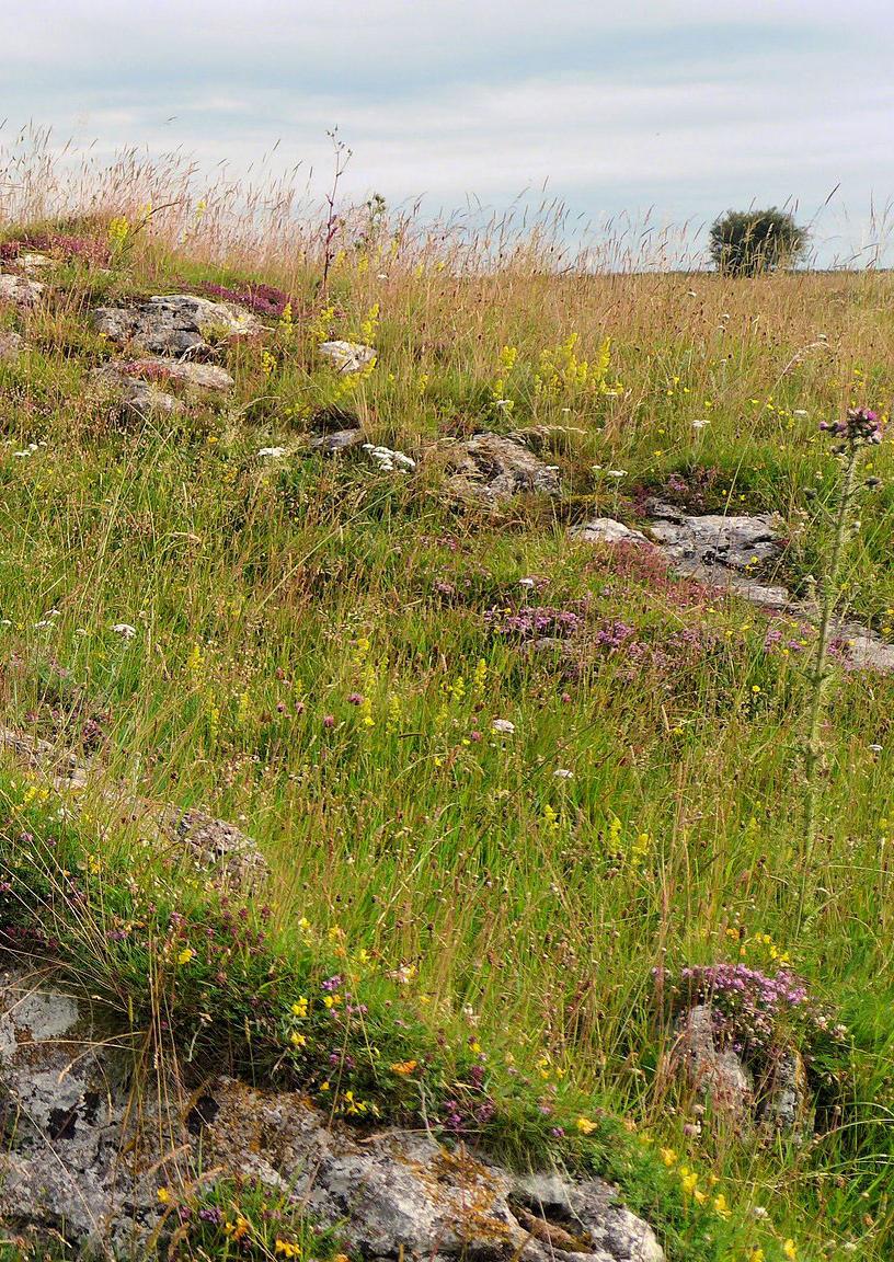Limestone grassland in Derbyshire, northern England