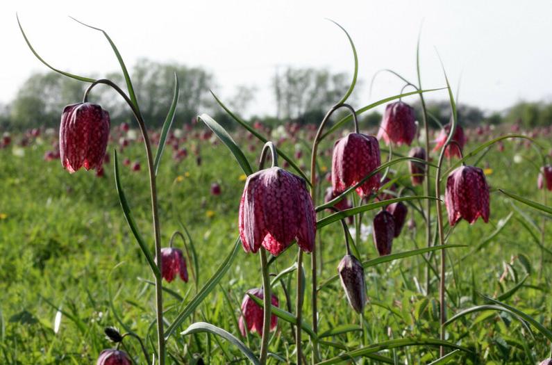 Snake's head fritillaries