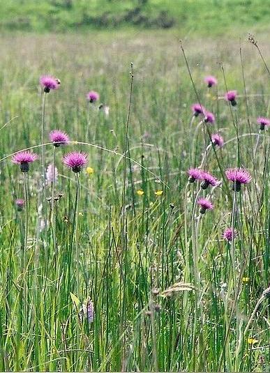 Meadow thistles in north Devon, England