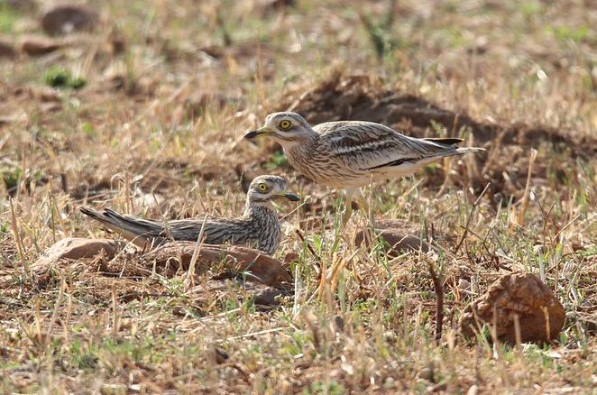 Stone-curlews