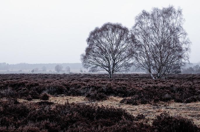 Cavenham Heath, an area of Breckland