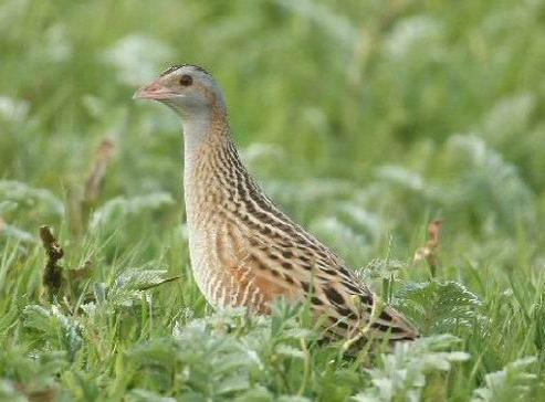 Corncrake
