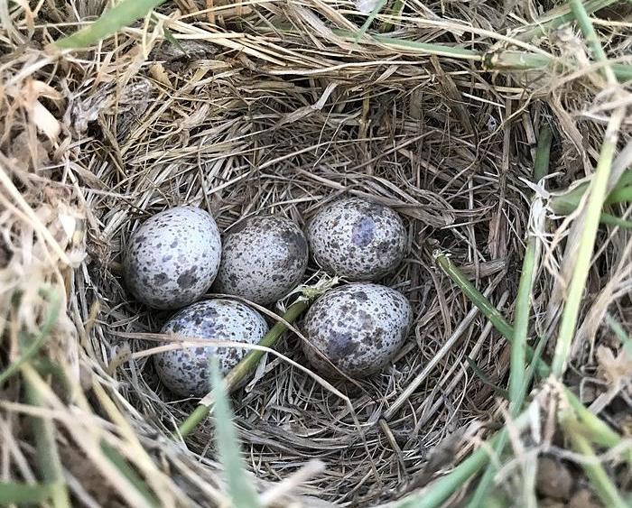 A skylark's nest