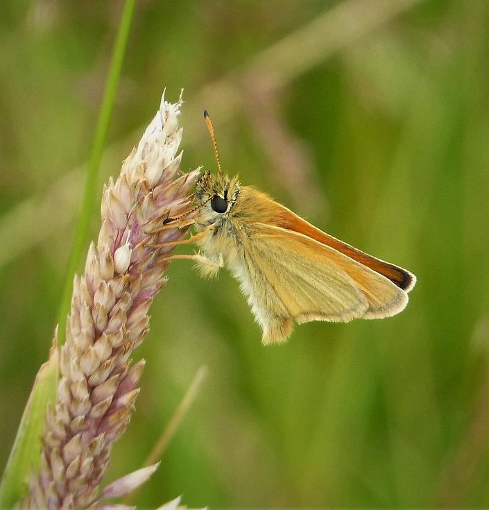 Essex skipper butterfly on Yorkshire fog-grass