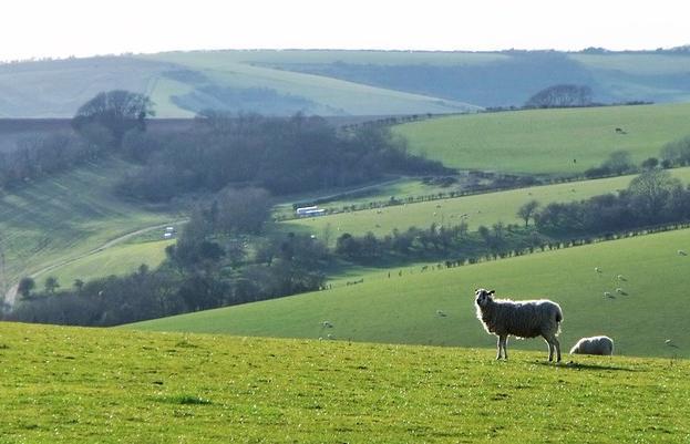 Sheep grazing on the South Downs, in southeast England