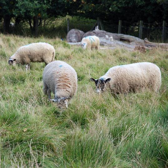 Sheep grazing in a field