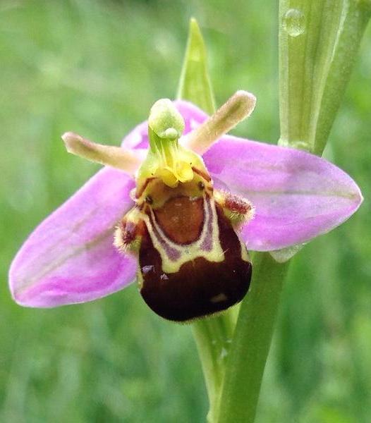 Bee orchid