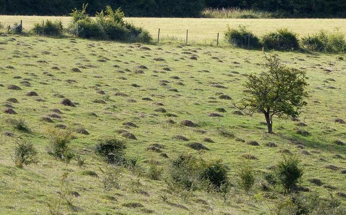 Anthills in the Chilterns, southern England