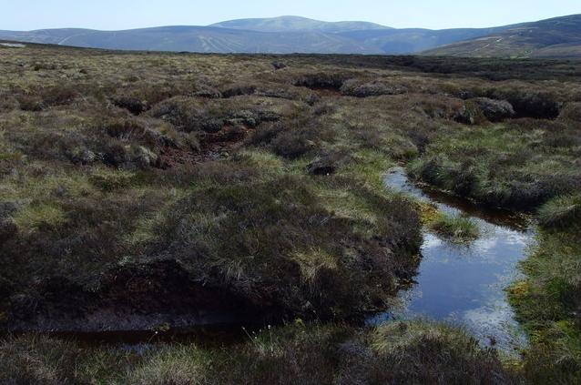 Sphagnum moss growing on blanket bog