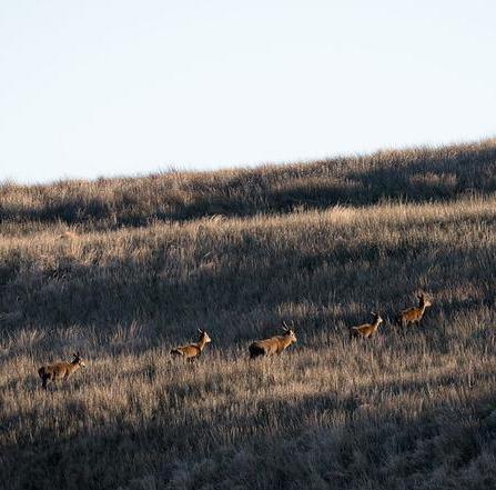 Red deer grazing on moorland