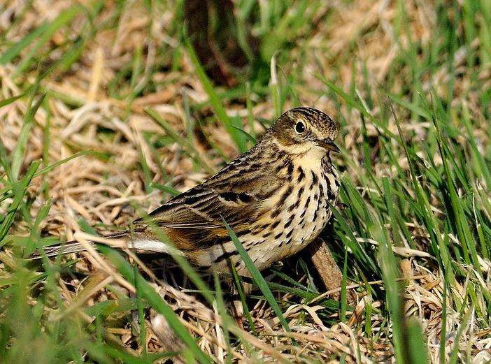 Meadow pipit