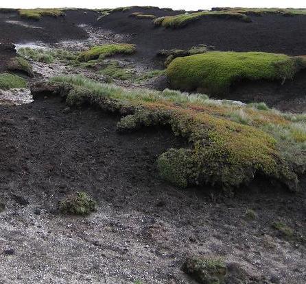 Peat