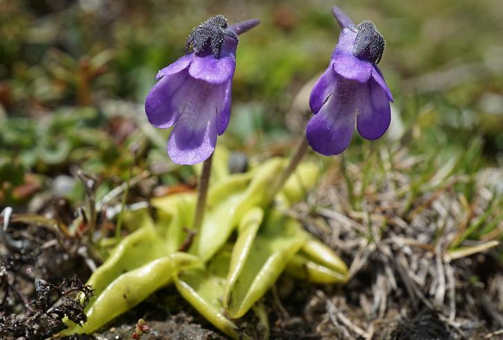Common butterwort, an insect-eating plant
