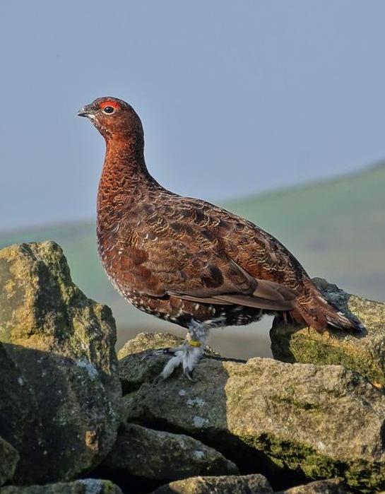 Red grouse