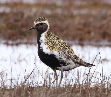 Golden plover