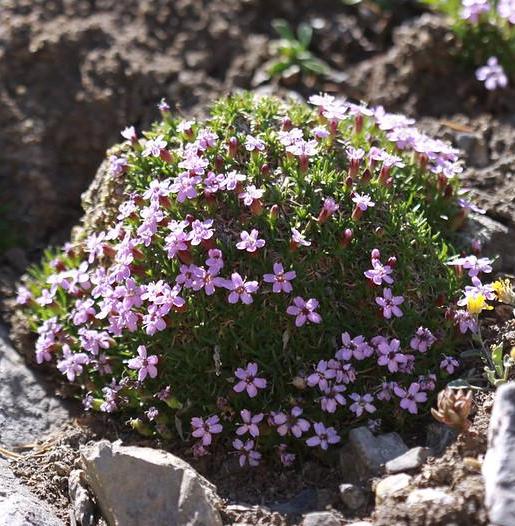 Moss campion