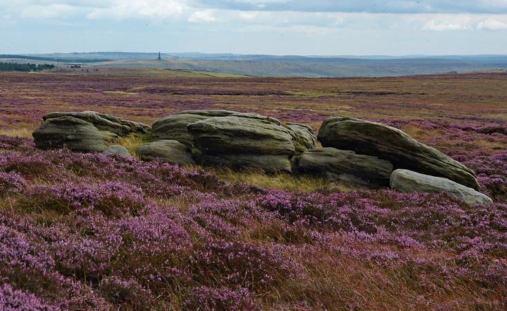 Heather moorland in north Yorkshire, England