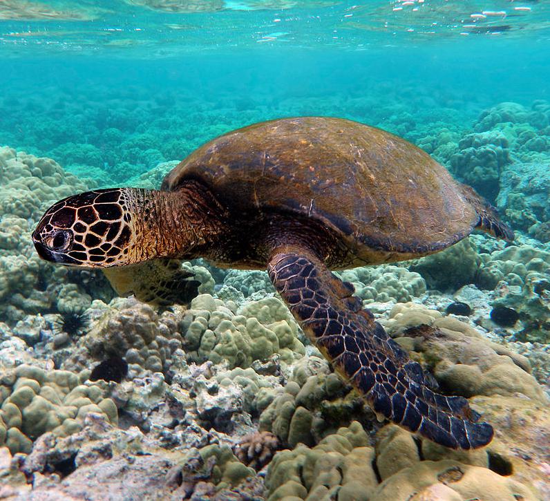 Green turtle navigates using its internal magnetic compass