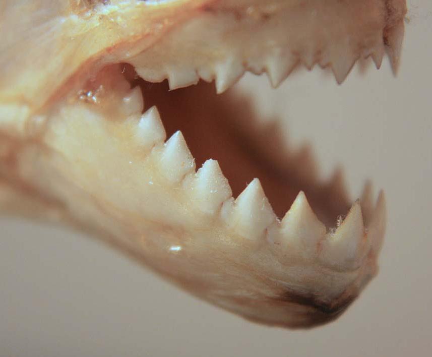 A piranha's interlocking teeth