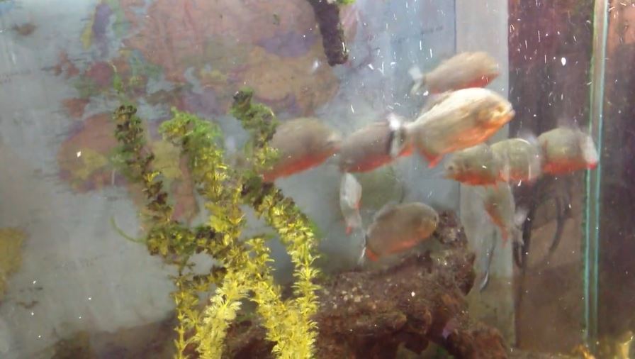 Piranhas feeding in an aquarium