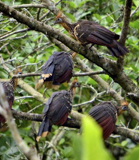 Hoatzins resting in branches