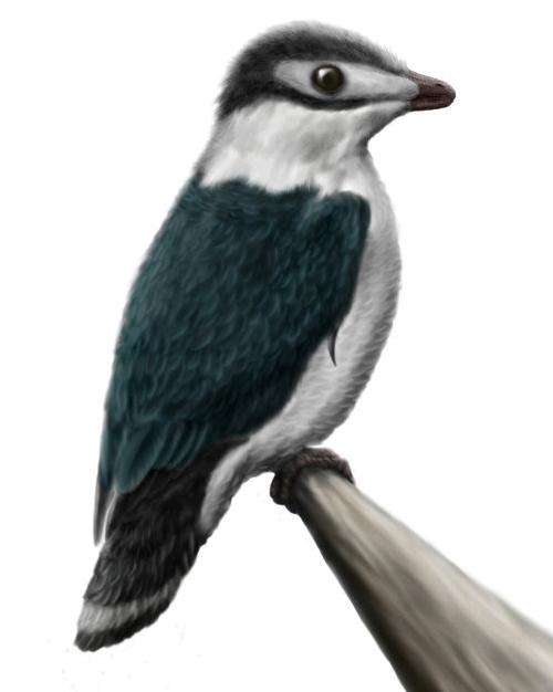 Iberomesornis, a primitive bird