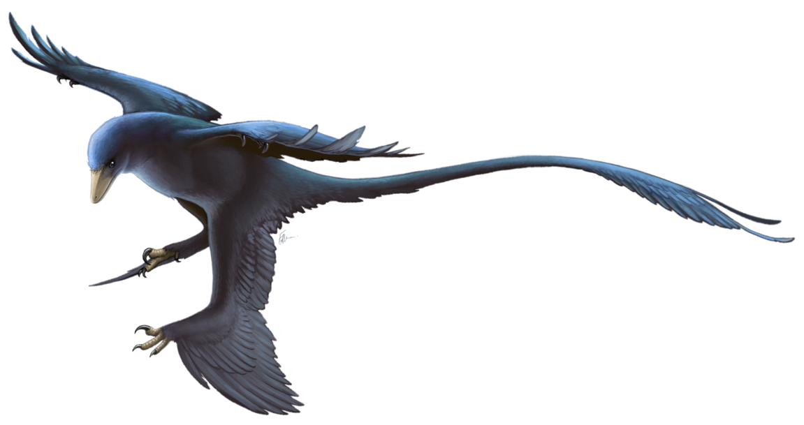 Microraptor airborne